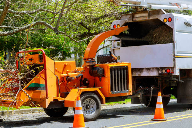 How Our Tree Care Process Works  in Lakeview, NY